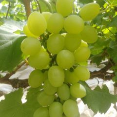 维多利亚，藤稔大量上市 ，欢迎采购。