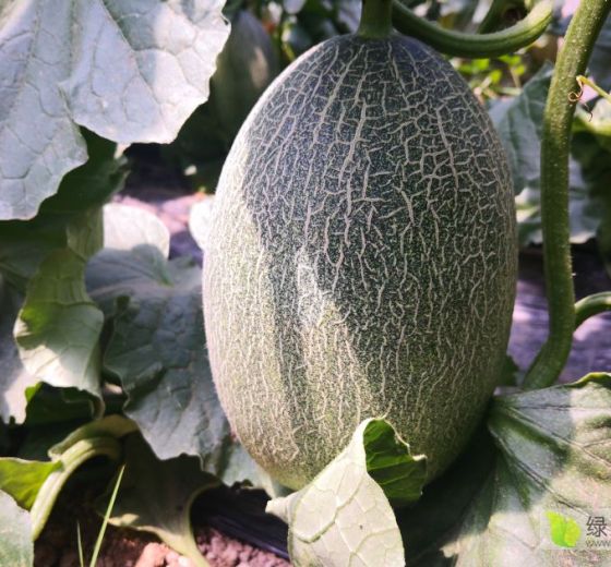 2019年山东广饶西周蜜25价格