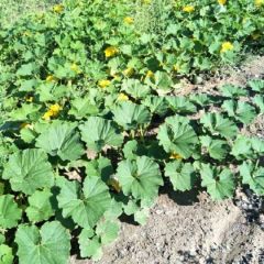 板栗南瓜 贵族南瓜 即将上市