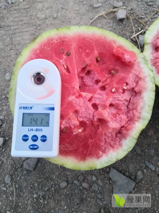 硒砂瓜价格