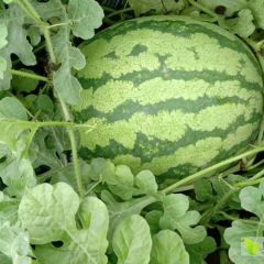 大荔县西瓜价格，西瓜产地，西瓜基地，西瓜批发