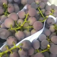 山东聊城葡萄大量供应中