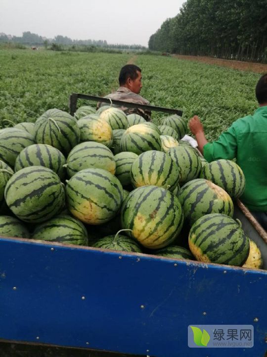 黑皮无籽价格