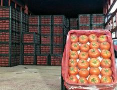 日销60000斤(大红)西红柿，求稳定货源