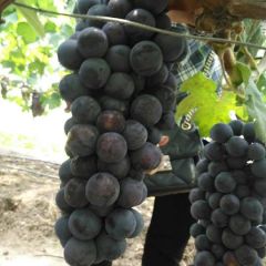 湖北省潜江市夏黑自产自销纯天然