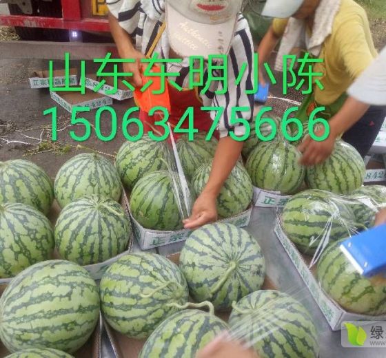 新红宝价格
