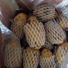 平度荷兰十五上市中