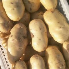 精品荷兰十五土豆