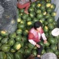河南商丘甜王西瓜