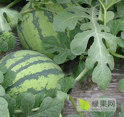 麒麟西瓜价格