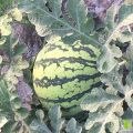 8424大量供应，口感好价格优