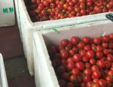 湘西凤凰县阿拉营小西红柿、小番茄