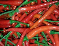 供应新一代艳红朝天椒种子，提供免费种植技术指导。