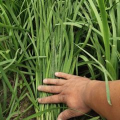 河北香河李庄韭菜