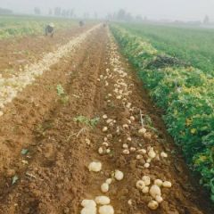 早大白土豆，226。大量供应中，