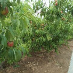河北省邢台市威县油桃供应，桃大，量大，欢迎订购