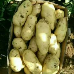 安丘露天荷兰十五大量上市露天土豆，颜色好