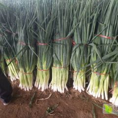 大葱叶绿葱白长质量好，量大价格低