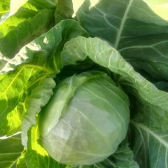 张家口蔬菜种植基地中甘21甘蓝大量上市