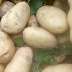 荷兰十五大量出货中