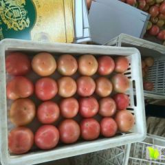 2019铜山西红柿收购工作全面开展