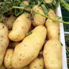 平度现在几亩亩拱棚土豆上市中