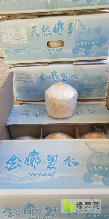 2019年海南海口椰子椰青价格