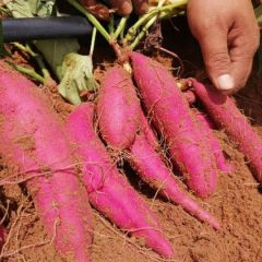 天目香薯,金手指,安纳芋,红瑶,名门金石。联系方式187890