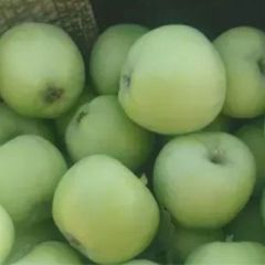 陕西青苹果大量上市