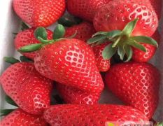 批发甜查理草莓苗 成活率高 适应性强 亩产量大