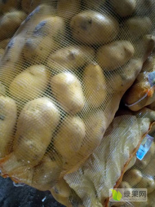 2019年河南通许荷兰十五价格
