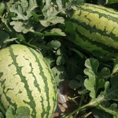 蒲城无籽的金城5号