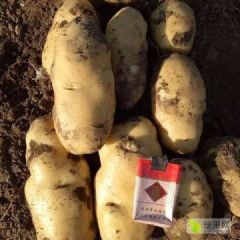 安丘荷兰十五土豆大量上市