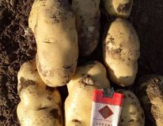 安丘荷兰十五土豆大量上市