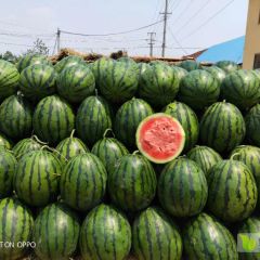 本人代购代销。