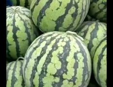 西瓜 美都 大量上市