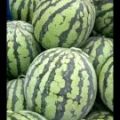 西瓜 美都 大量上市