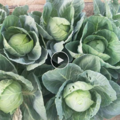 宁夏银川市金凤区家种十几亩甘蓝急需出售