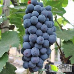 砀山县的夏黑葡萄已经上市
