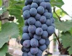 砀山县的夏黑葡萄已经上市