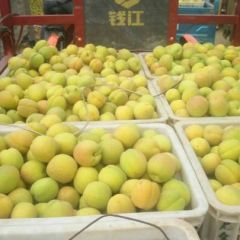 凯特杏大量上市。货源足