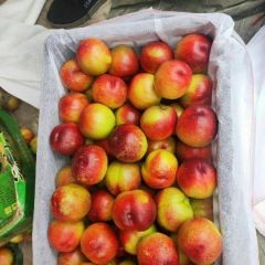 署光油桃大量供应。颜色好。