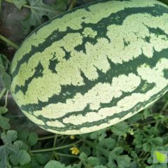 陕西金城五号西瓜价格，金城五号西瓜批发