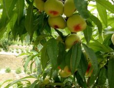 沂蒙山区主要种植桃子春雪，油桃，蟠桃。