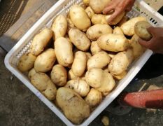 泰安荷兰十五土豆上市，货好价廉
