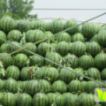 菏泽西瓜大量上市，价格稳中有降