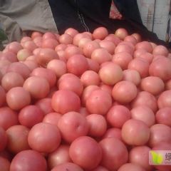 2019河南博爱陆地西红柿大量上市中