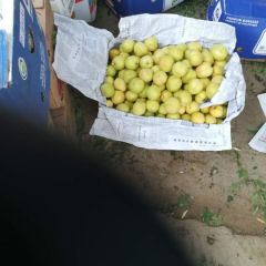 唐山遵化银白杏即将上市