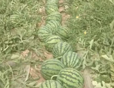 无子西瓜美都上市种植户直销