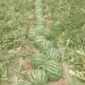 无子西瓜美都上市种植户直销